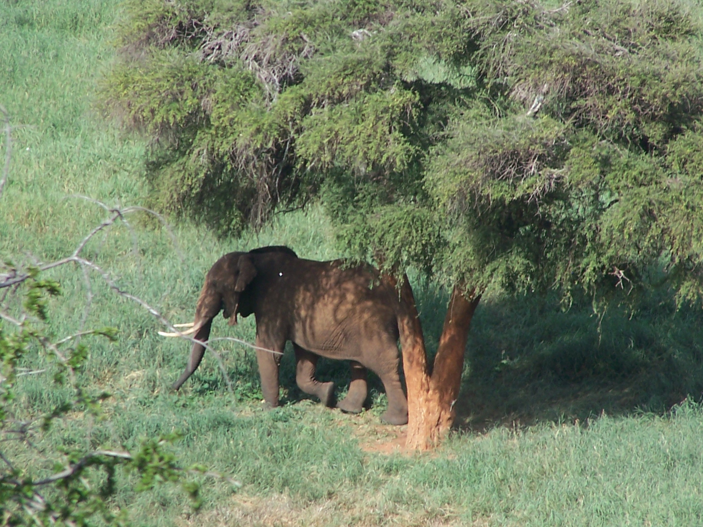 Elefant im Tsavo Ost Nationalpark