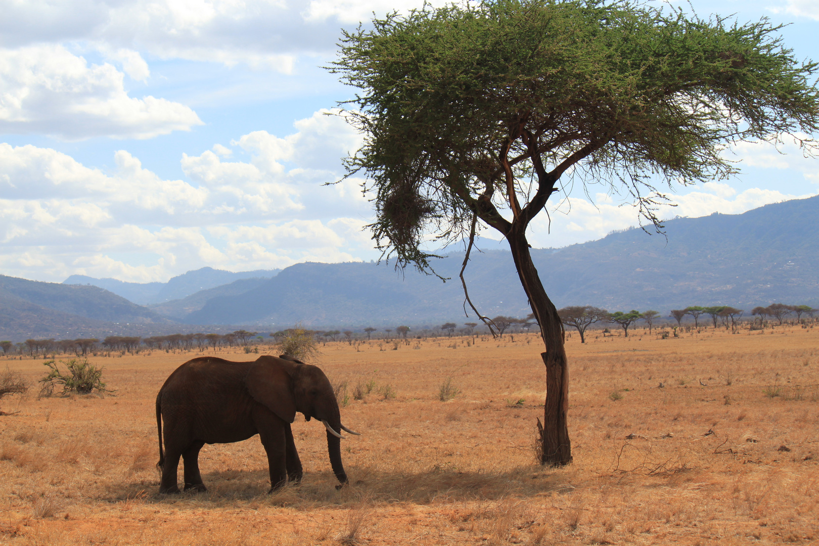 Elefant im Tsavo Ost Nationalpark, Kenia