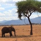 Elefant im Tsavo Ost Nationalpark, Kenia