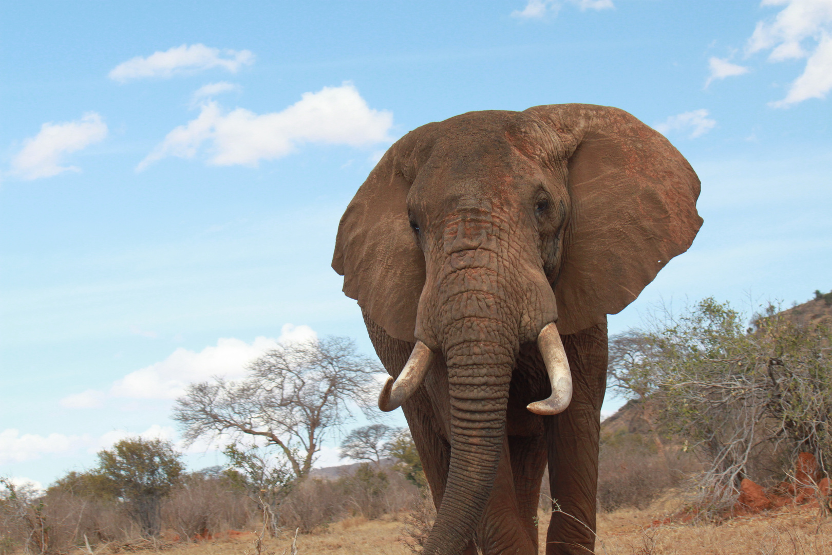 Elefant im Tsavo Ost Nationalpark, Kenia