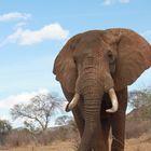 Elefant im Tsavo Ost Nationalpark, Kenia