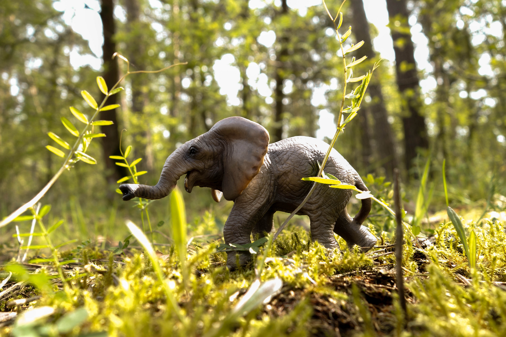 Elefant im Wald?!