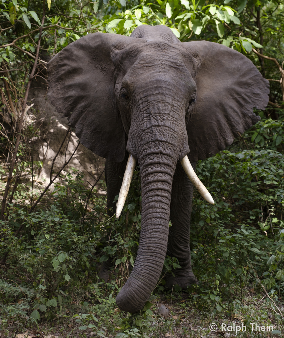 Elefant im Wald