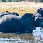 Elefant im Wasser