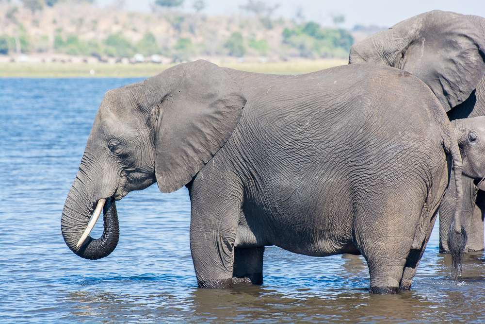 Elefant im Wasser