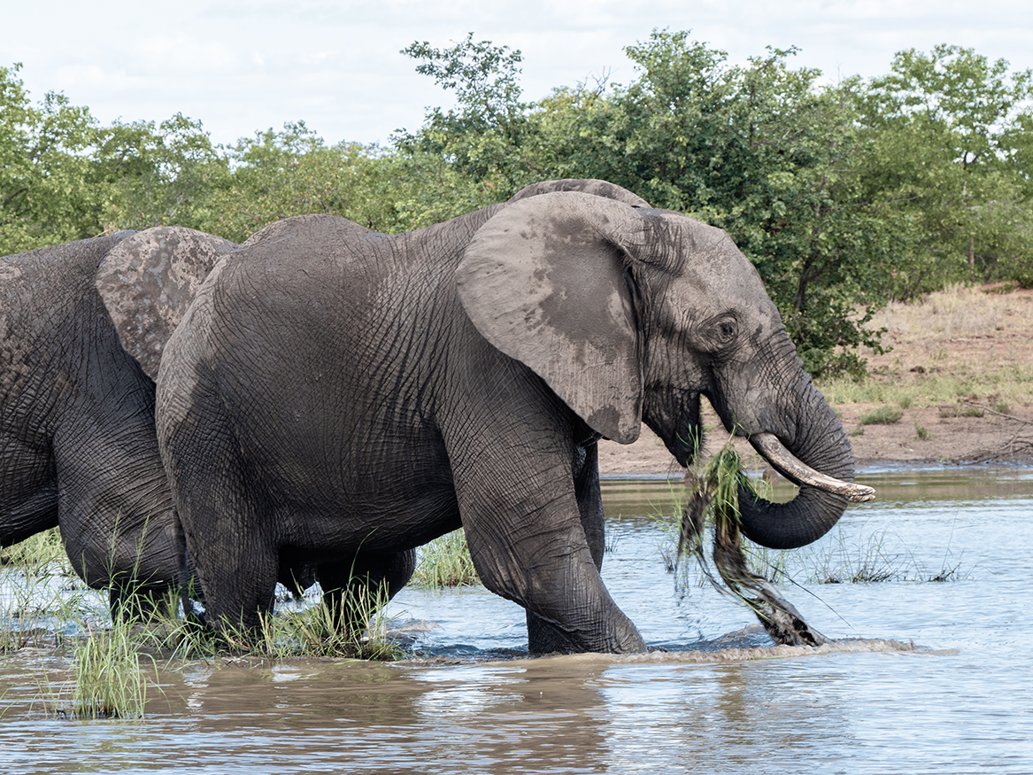 Elefant im Wasserloch