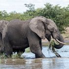 Elefant im Wasserloch