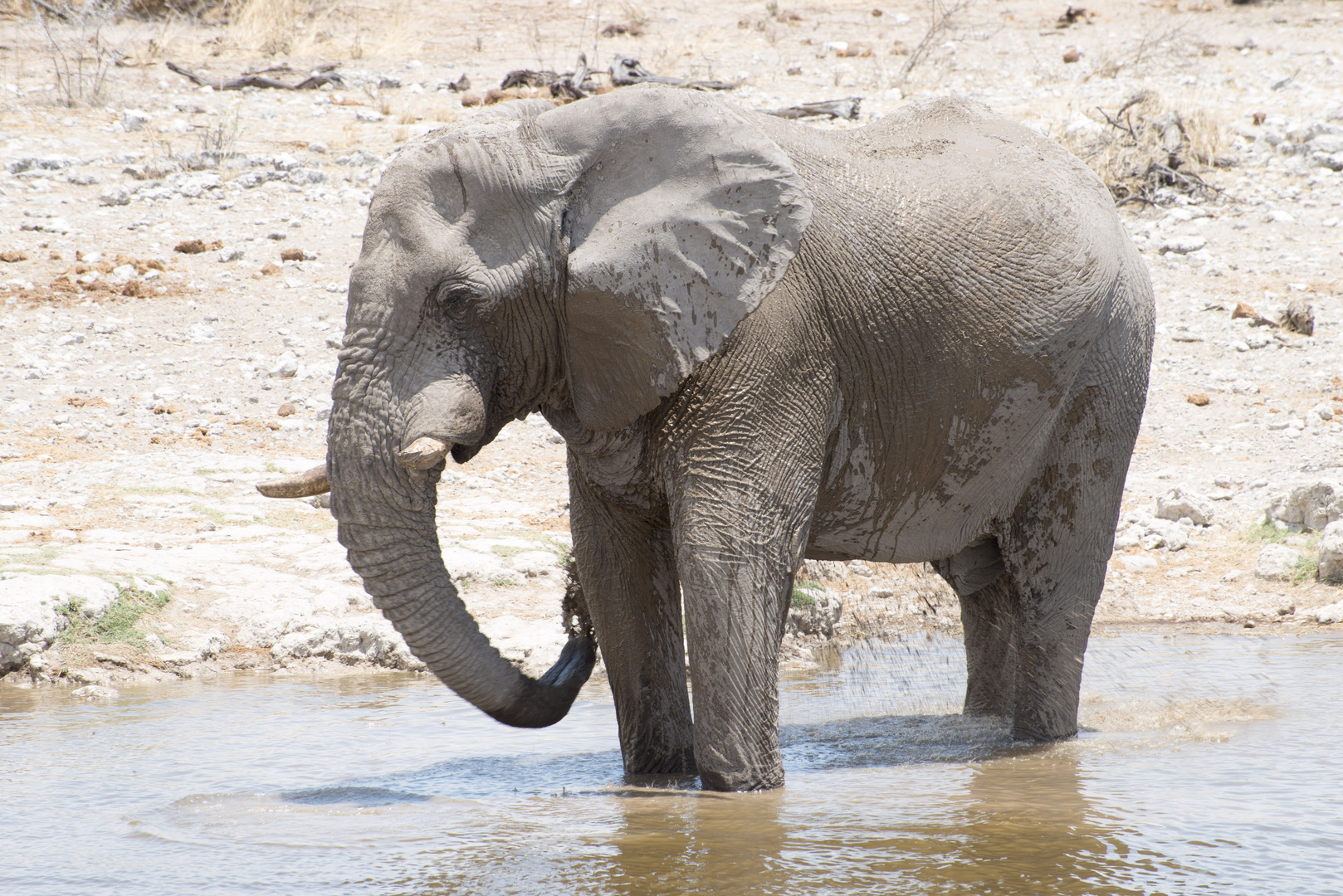 Elefant im Wasserloch, Etosha, Namibia