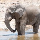 Elefant im Wasserloch, Etosha, Namibia
