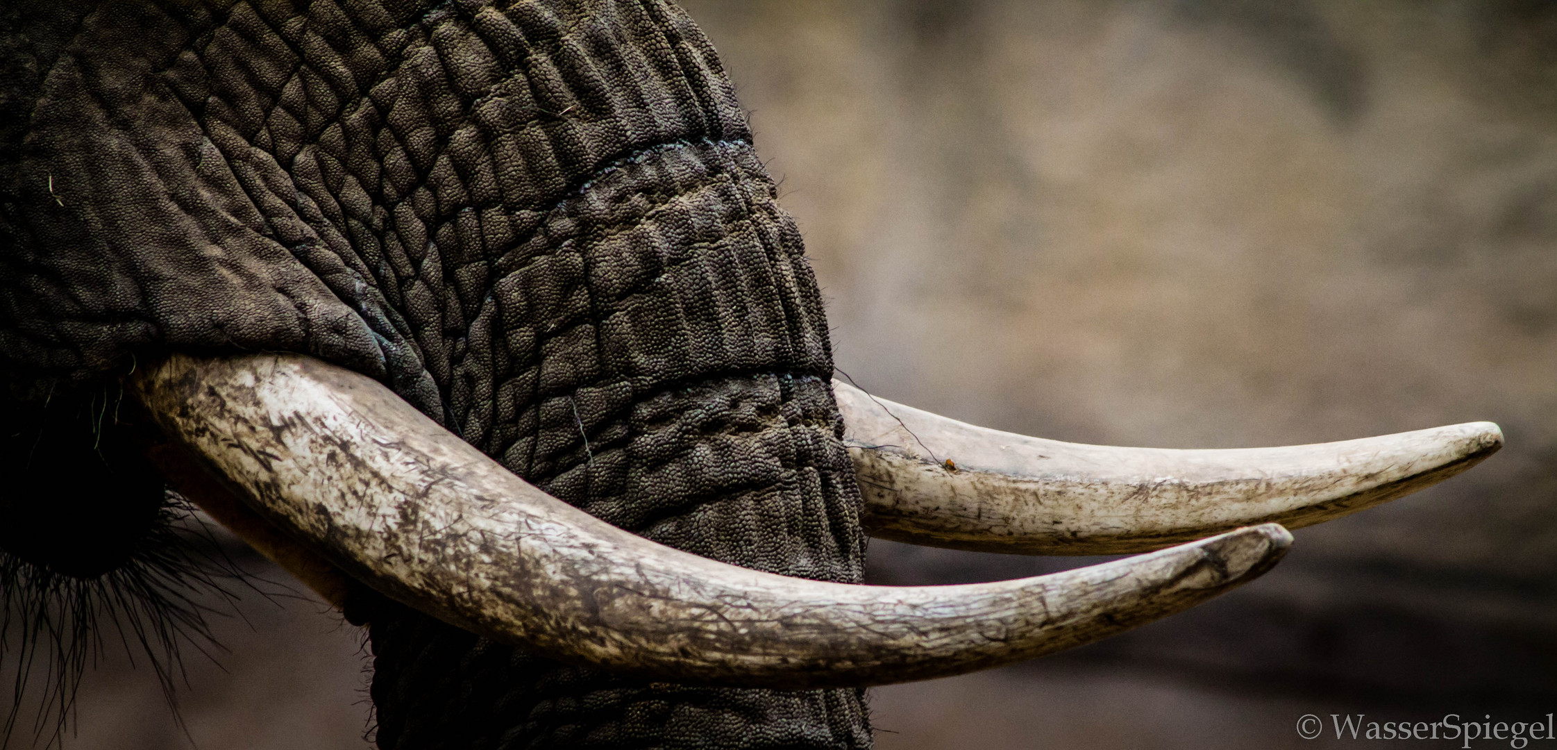 Elefant im Wildpark-3