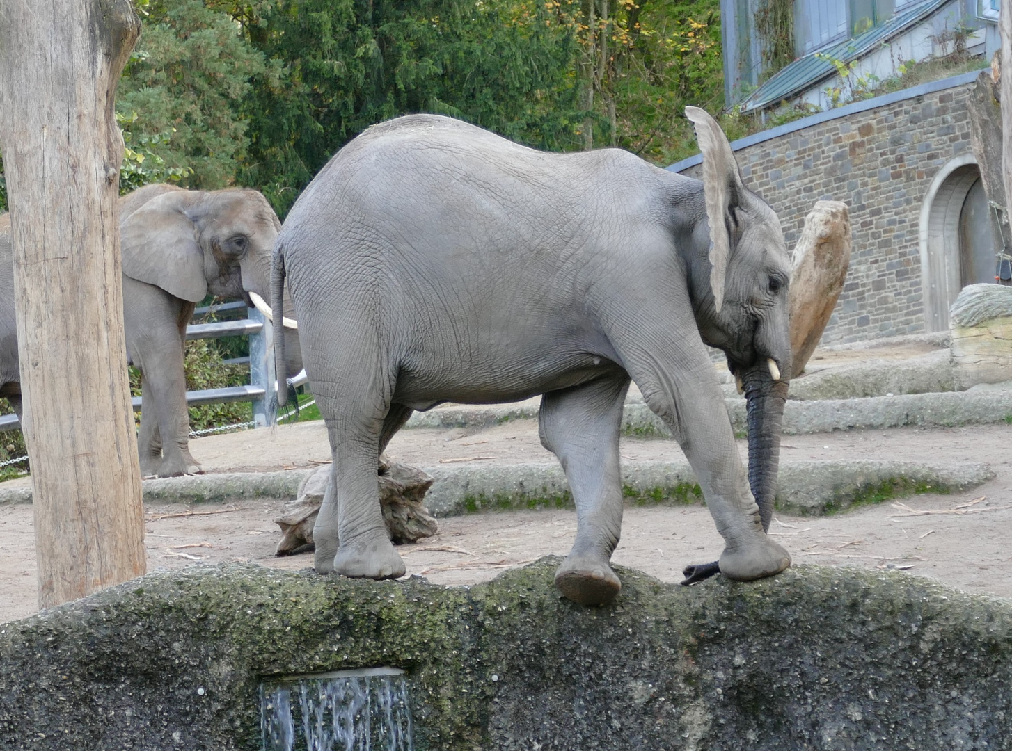 Elefant im Wuppertaler Zoo 