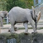 Elefant im Wuppertaler Zoo 