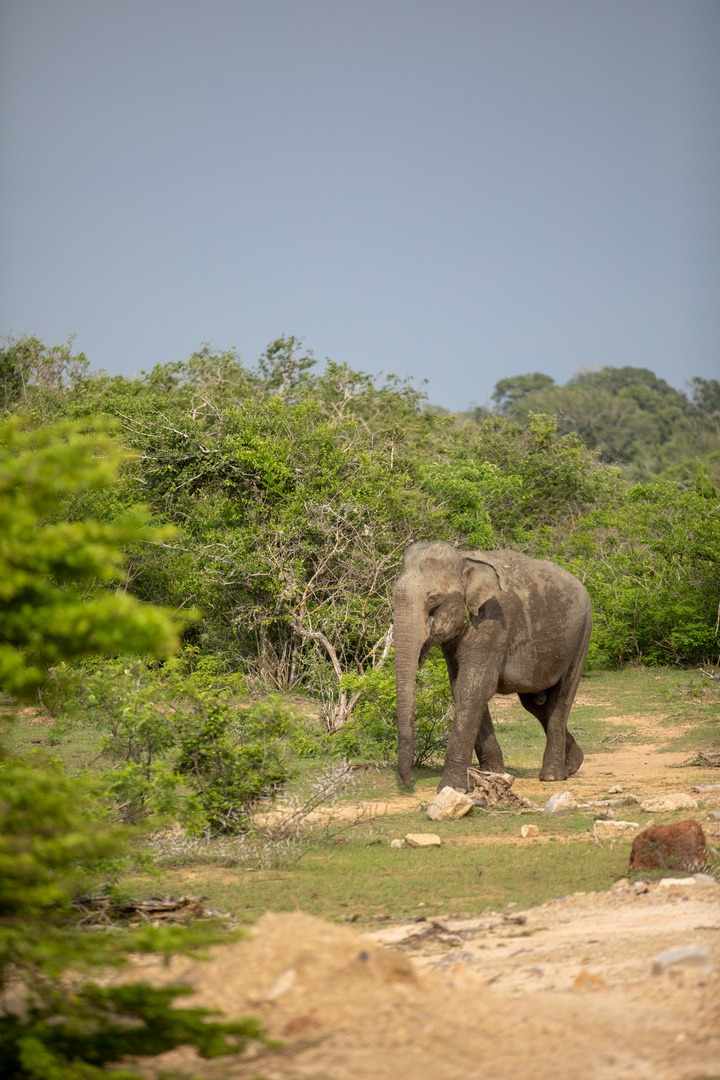 Elefant im Yala Nationalpark