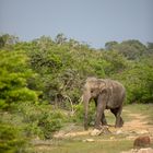 Elefant im Yala Nationalpark