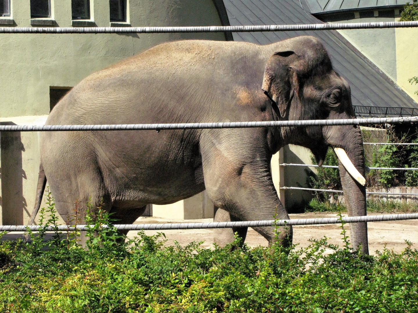 Elefant im Zoo