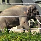 Elefant im Zoo