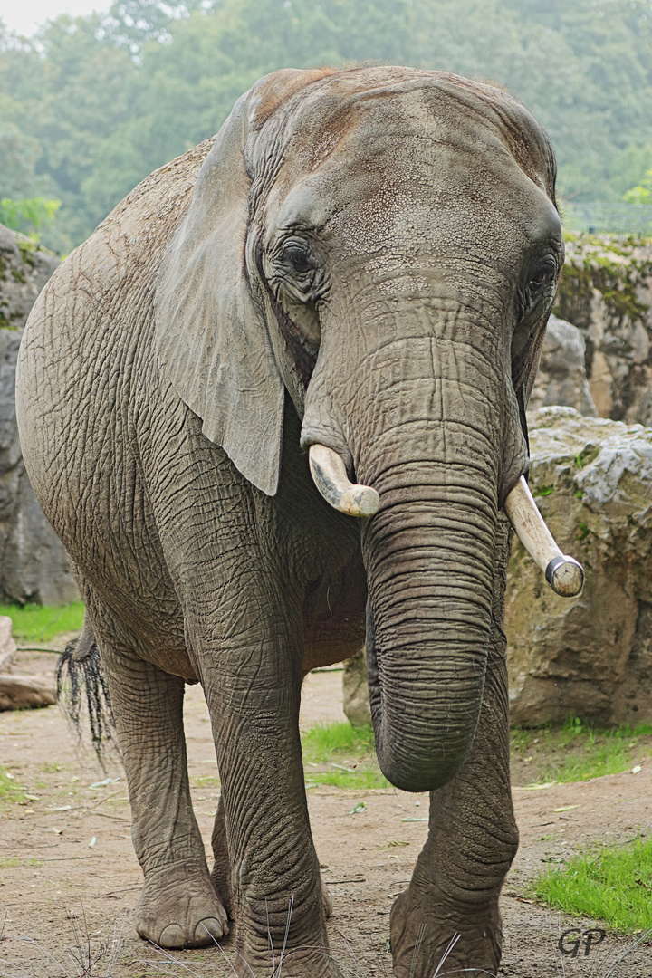 Elefant im Zoo