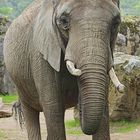 Elefant im Zoo