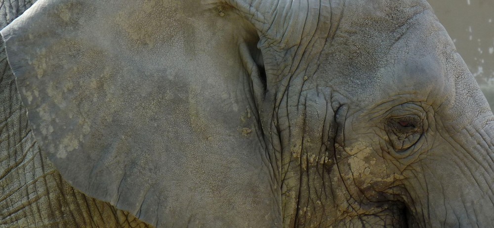 Elefant im Zoo Basel