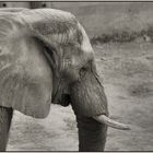 Elefant im Zoo