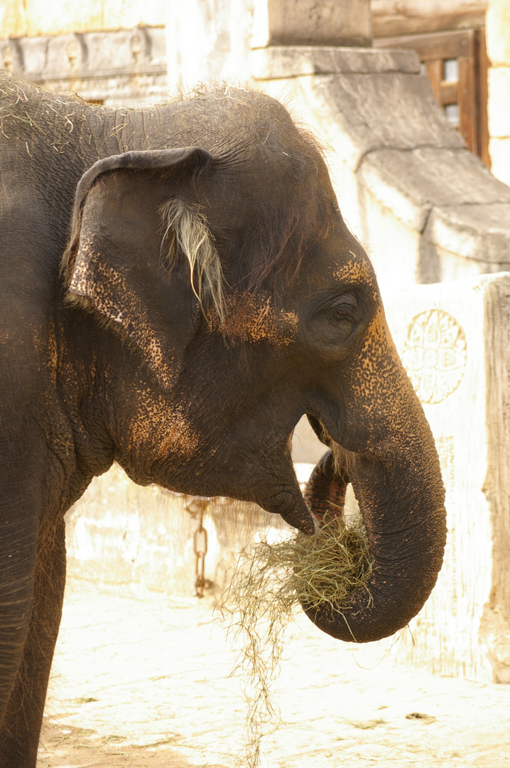 Elefant im Zoo Hannover