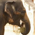 Elefant im Zoo Hannover