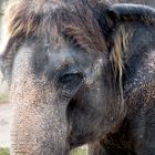 Elefant im Zoo Hannover