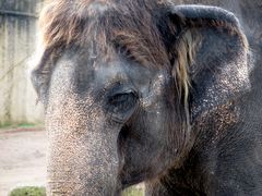 Elefant im Zoo Hannover