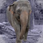 Elefant im Zoo Münster