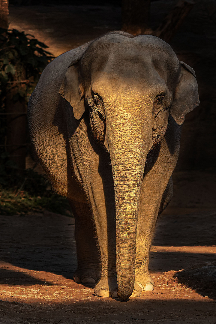 Elefant im Zoo Zürich