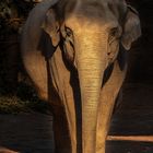 Elefant im Zoo Zürich