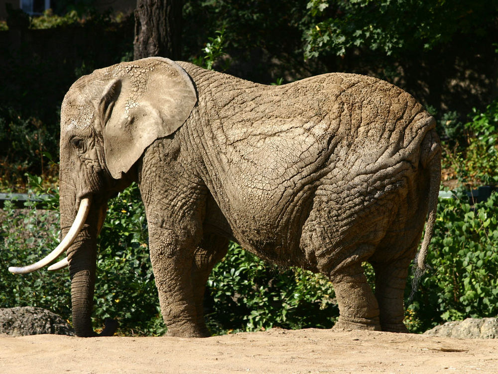 Elefant im Zoon / Basel