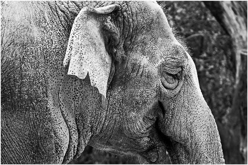 Elefant im Zürcher Zoo