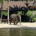 Elefant in Bali