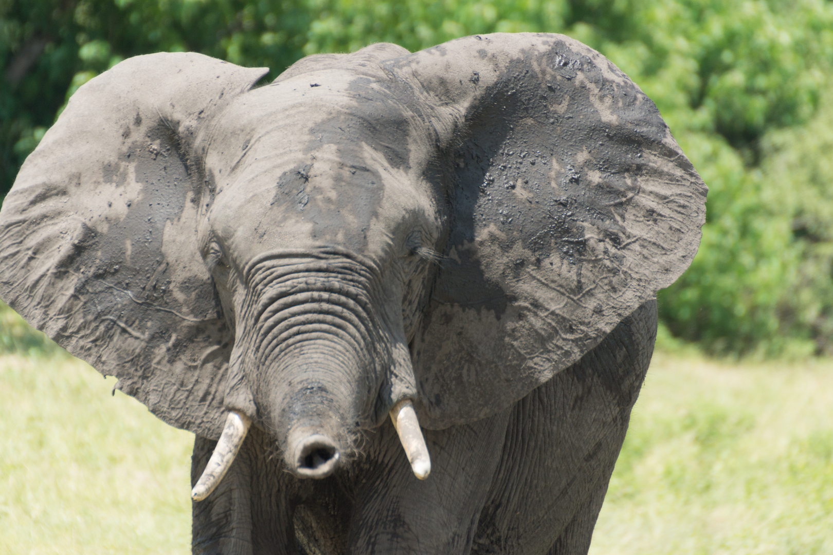 Elefant in Botswana