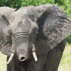 Elefant in Botswana