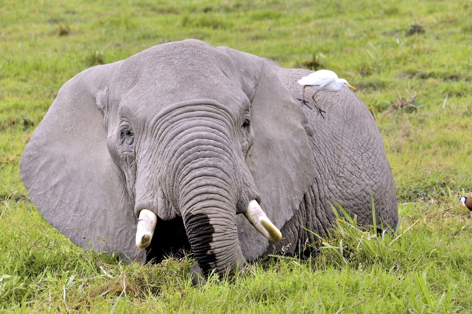 Elefant in den Sümpfen