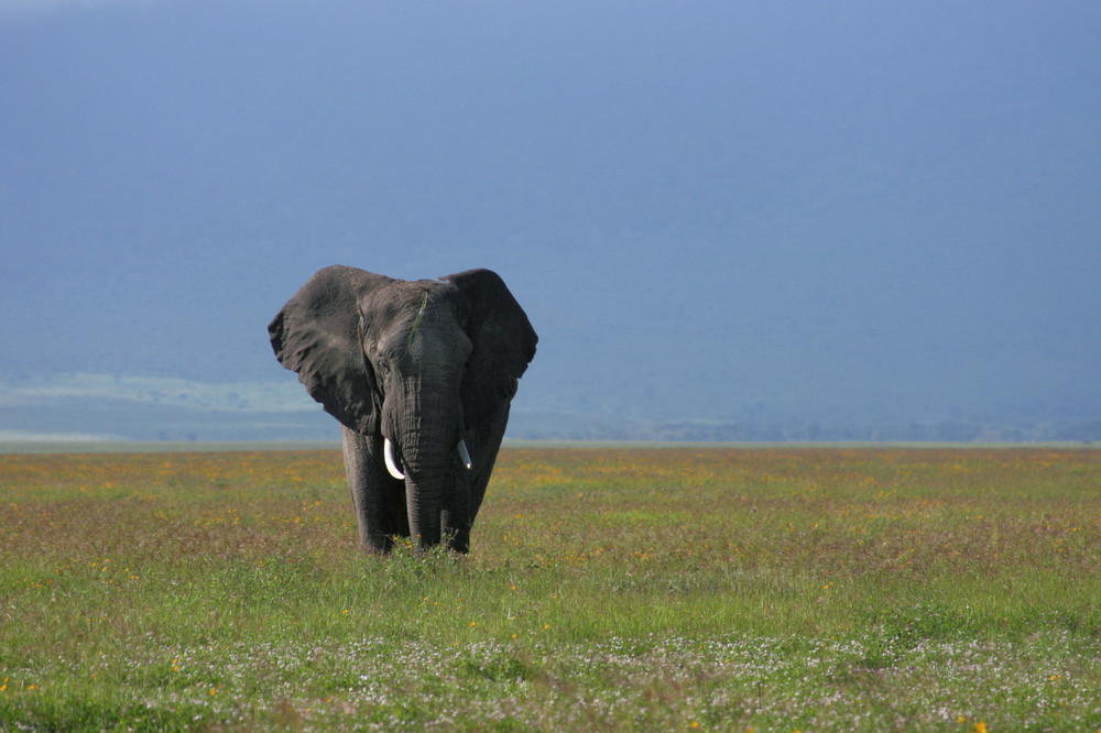 Elefant in der Blumenwiese