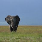 Elefant in der Blumenwiese