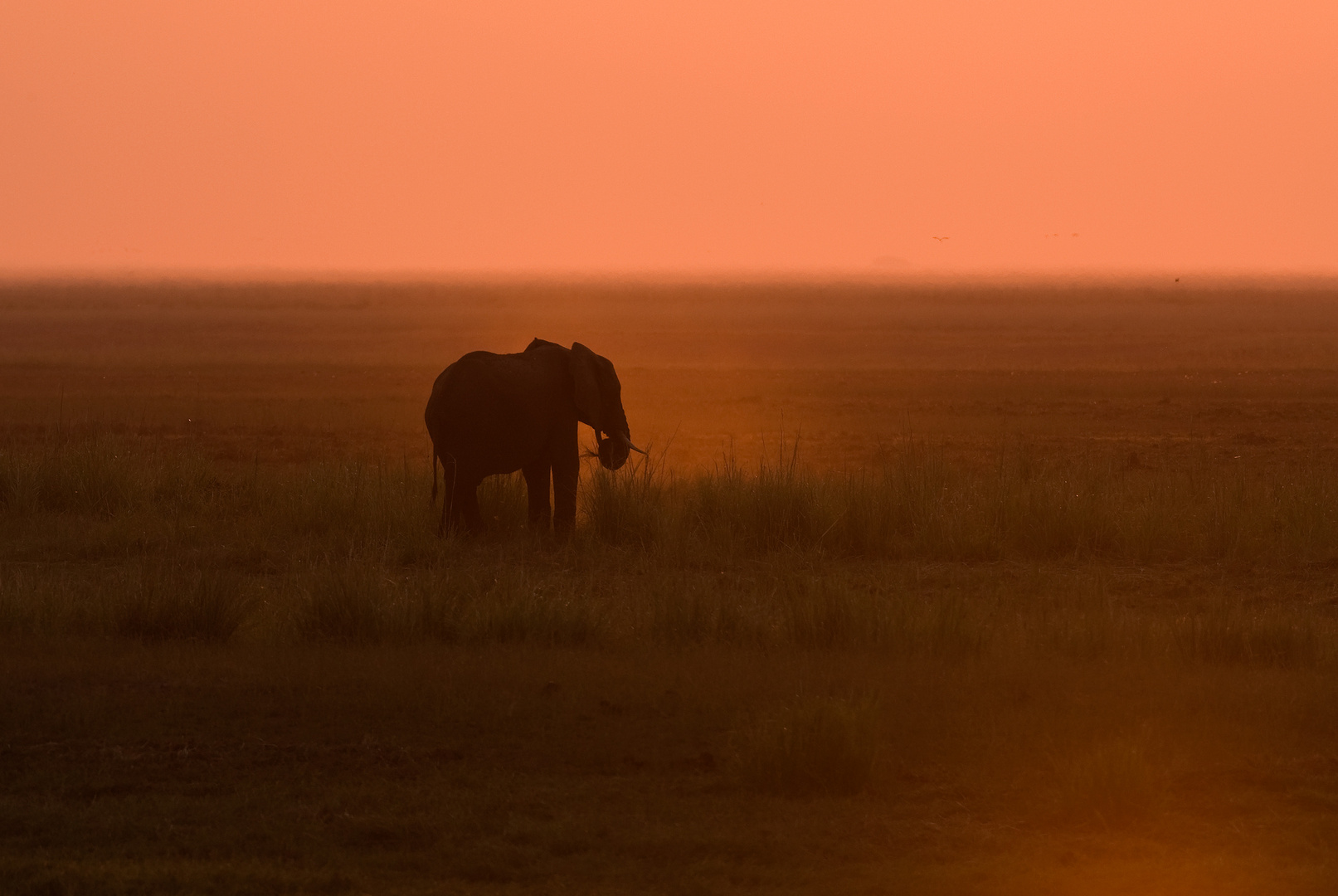 Elefant in der Dämmerung Foto & Bild tiere, wildlife, säugetiere Bilder auf Elefant in der Dämmerung Foto & Bild tiere, wildlife, säugetiere Bilder auf