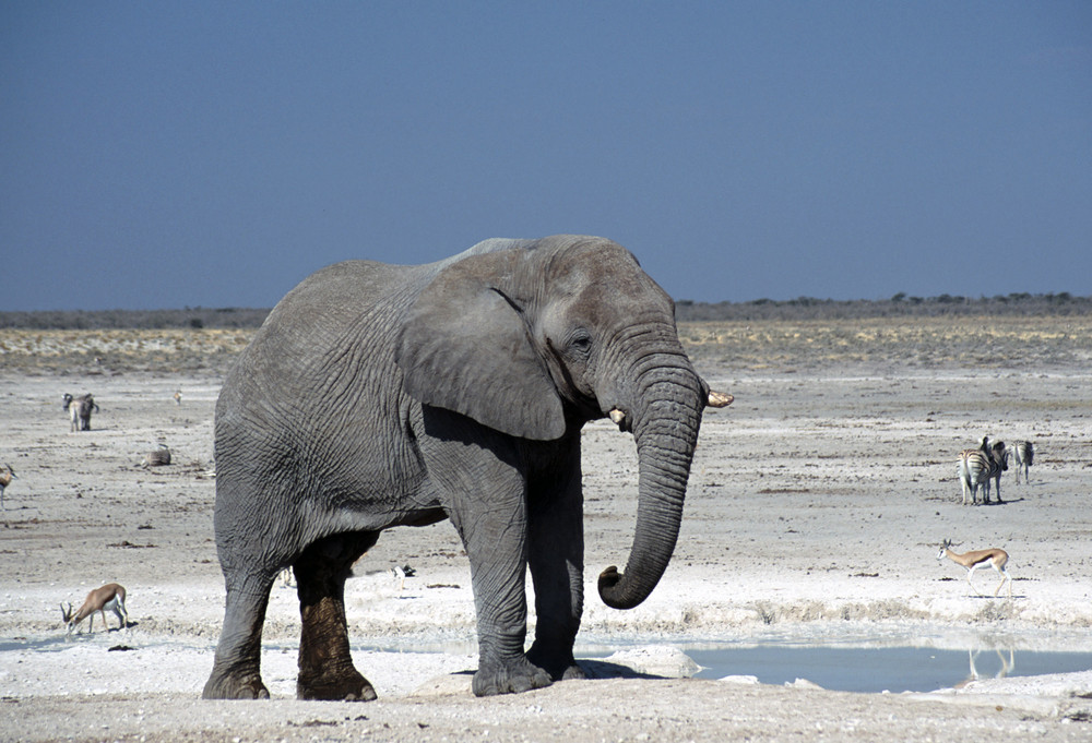 Elefant in der Etoschapfanne in Namibia Foto & Bild | tiere, wildlife