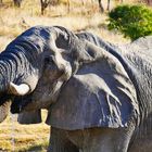 Elefant in der Etosha