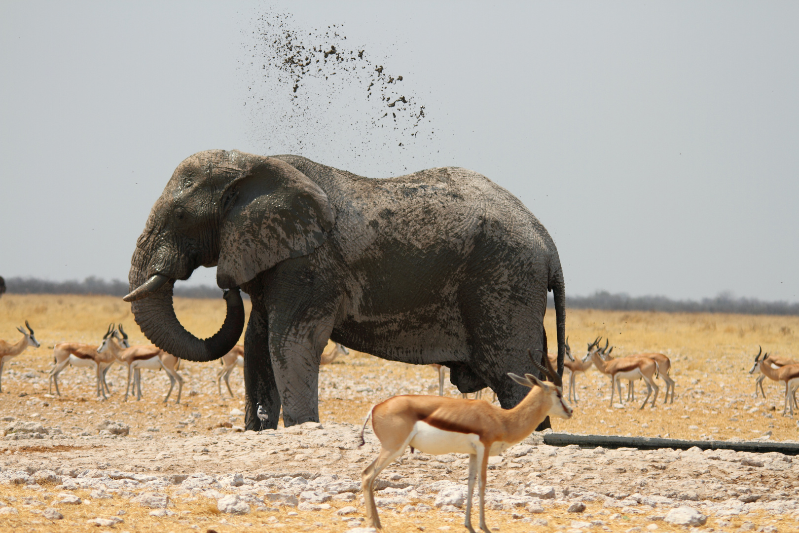 Elefant in der Etosha Pan