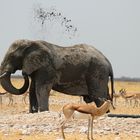 Elefant in der Etosha Pan