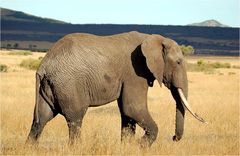 Elefant in der Masai Mara