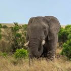 Elefant in der Masai Mara