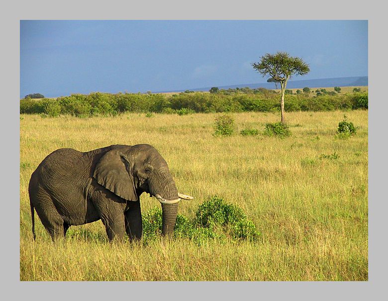 Elefant in der Massai Mara, Kenia