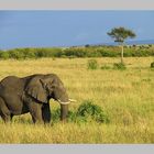 Elefant in der Massai Mara, Kenia