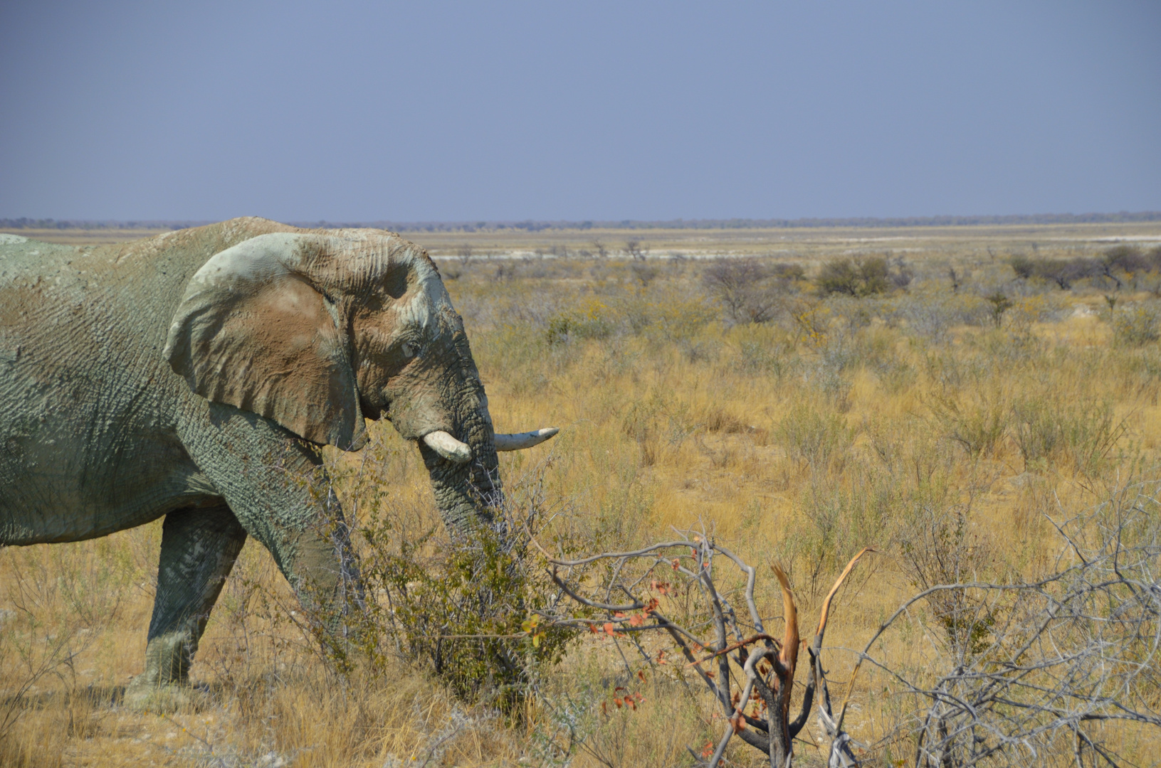 Elefant in der Savanne