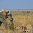 Elefant in der Savanne